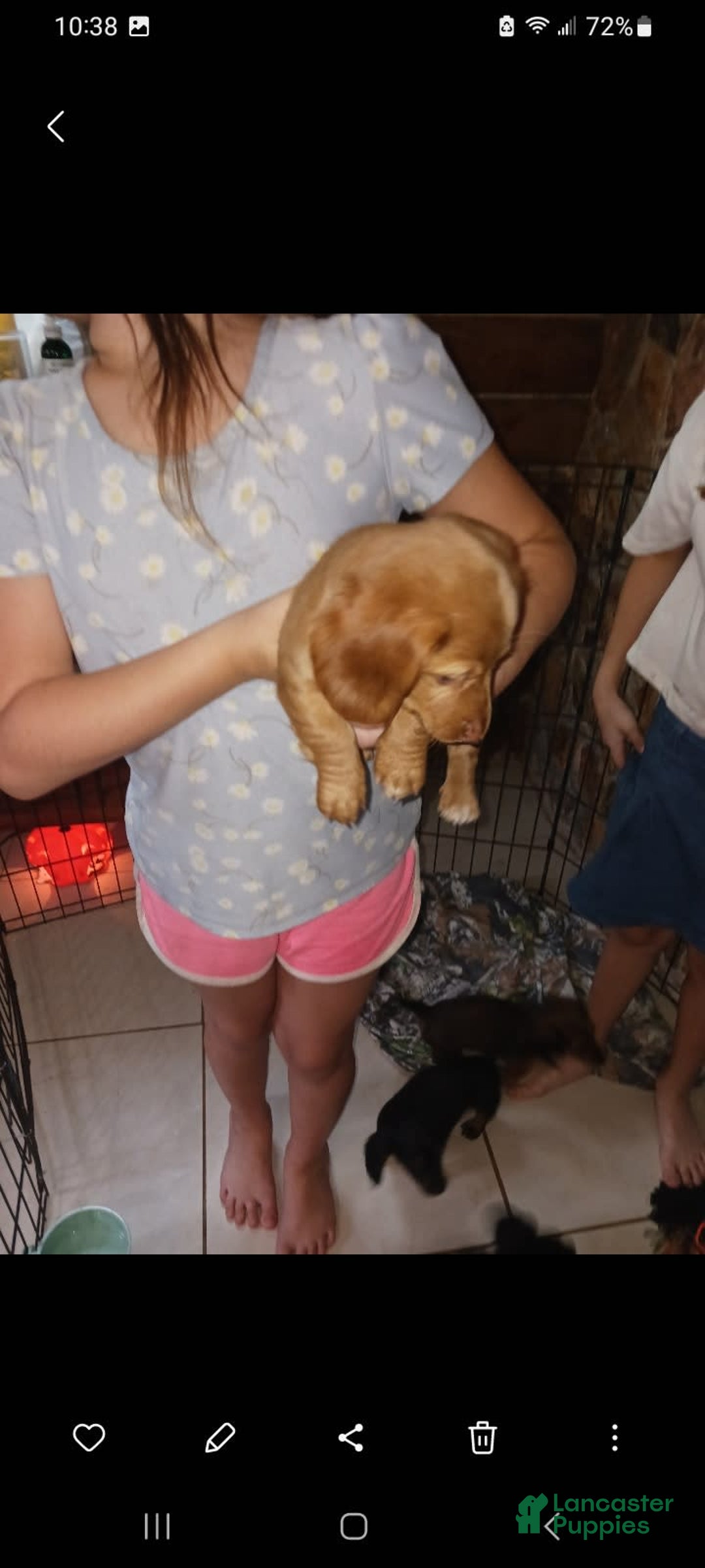 Dachshund dogs for sale: Male - Image 2