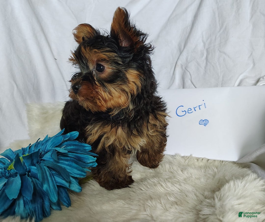 Yorkshire Terrier dogs for sale: Gerri - Image 4