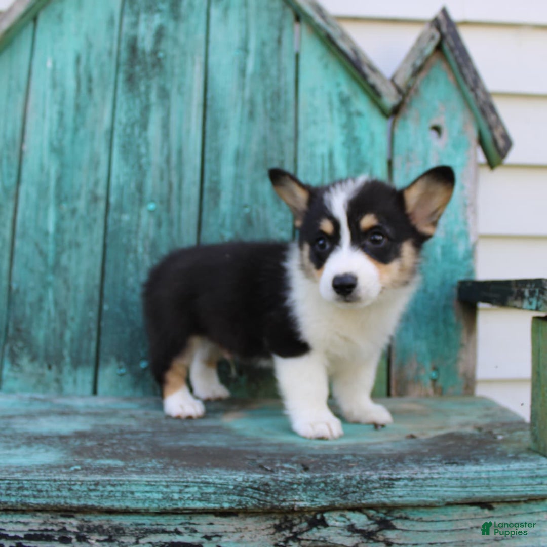 Welsh Corgi Pembroke dogs for sale: Lucky - Image 12