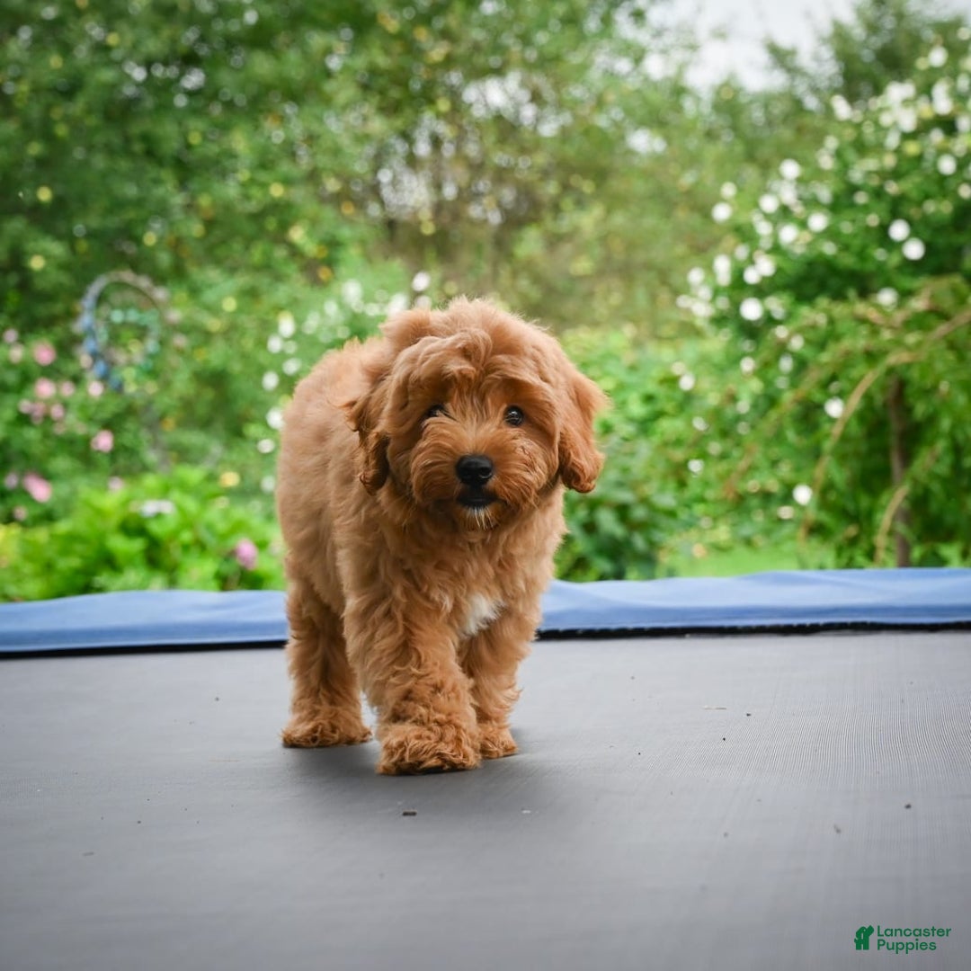 Cavapoo dogs for sale: Cabo - Image 9