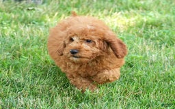Bichpoo dogs for sale: Nora - Image 4