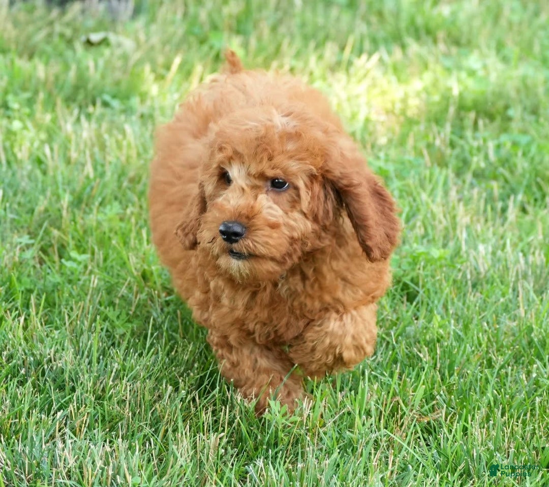 Bichpoo dogs for sale: Nora - Image 4
