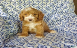 Mini Goldendoodle dogs for sale: Roscoe - Image 1