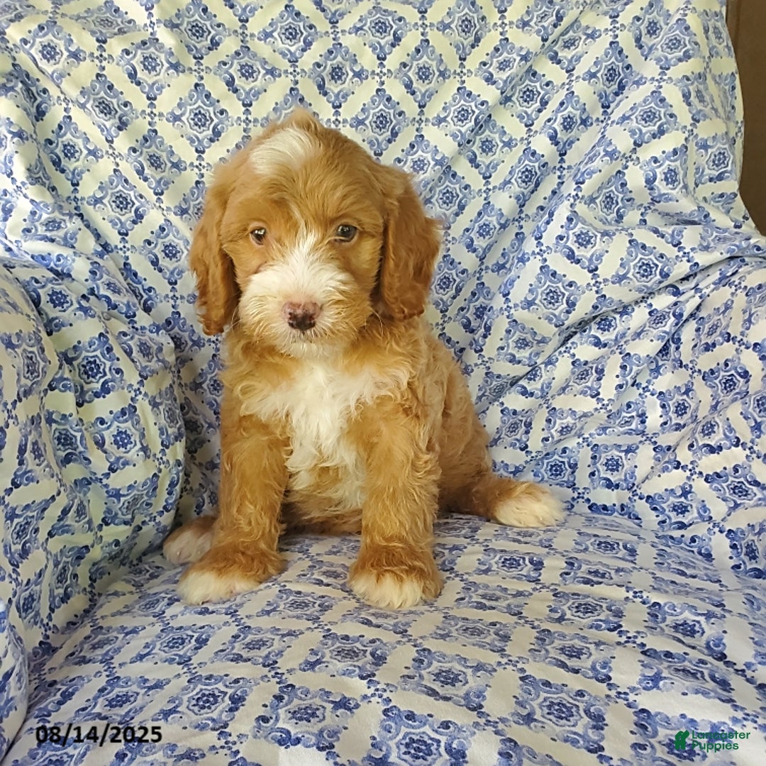 Mini Goldendoodle dogs for sale: Roscoe - Image 1