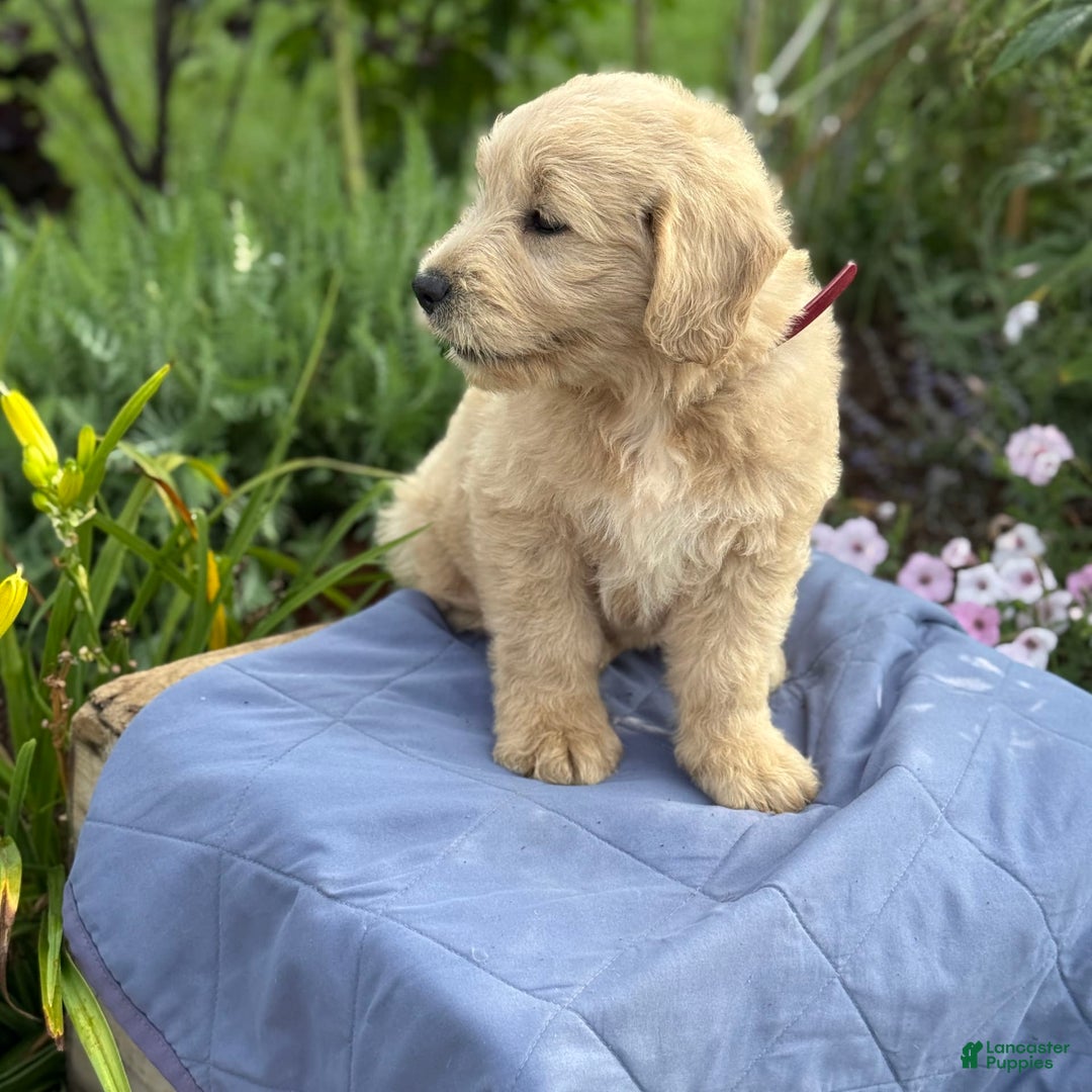 Goldendoodle dogs for sale: Jasmine - Image 3