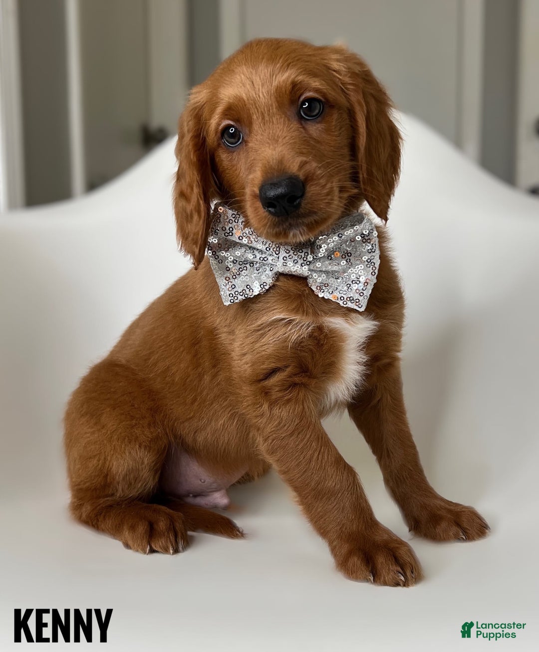 Goldendoodle dogs for sale: Kenny Grey Collar - Image 1