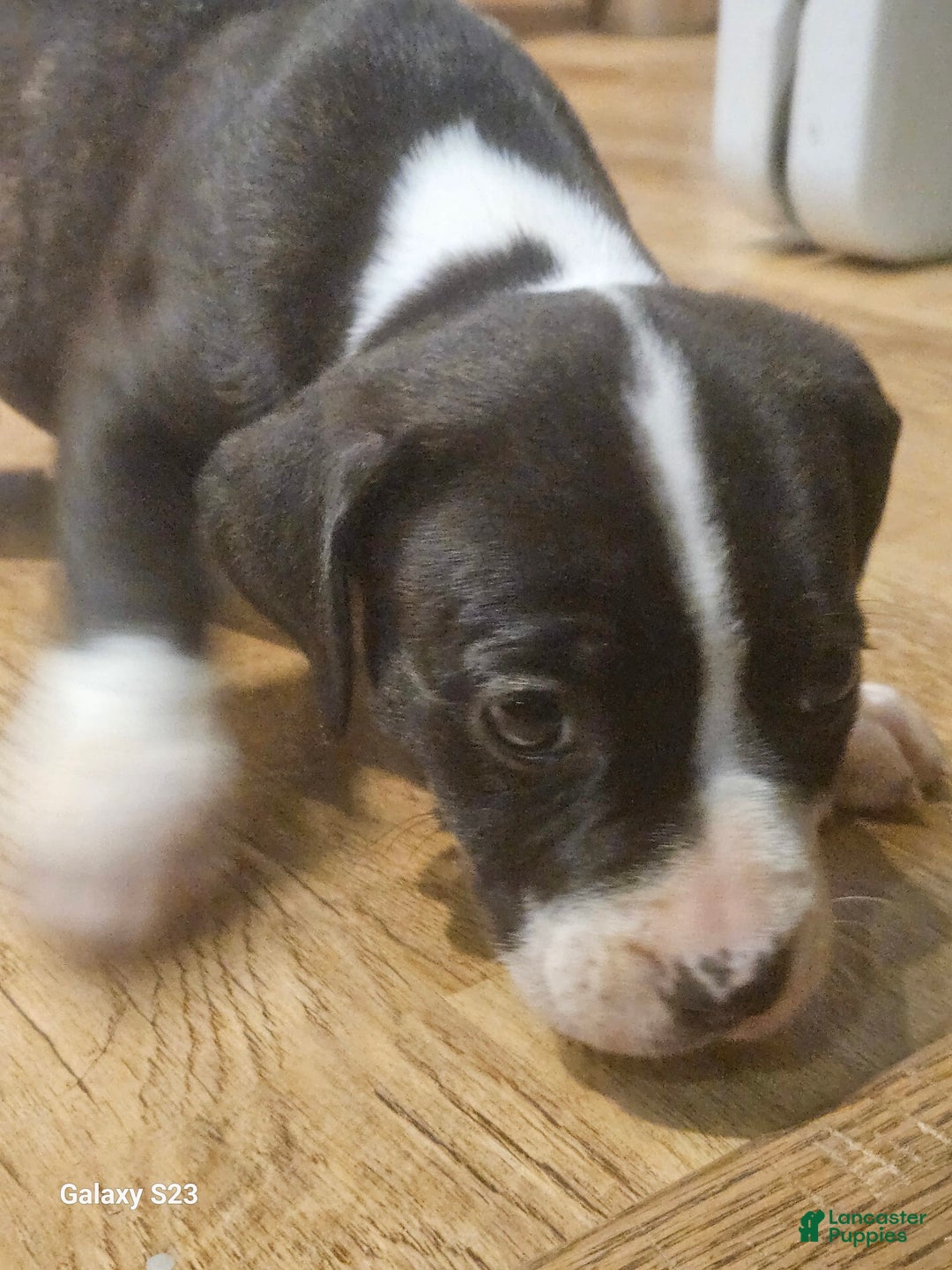 American Bully dogs for sale: Bella - Image 2