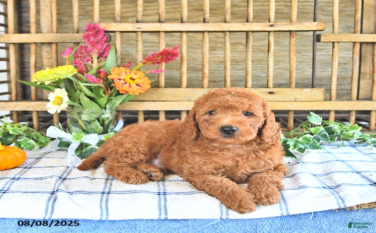 Mini Goldendoodle dogs for sale - Ad 4