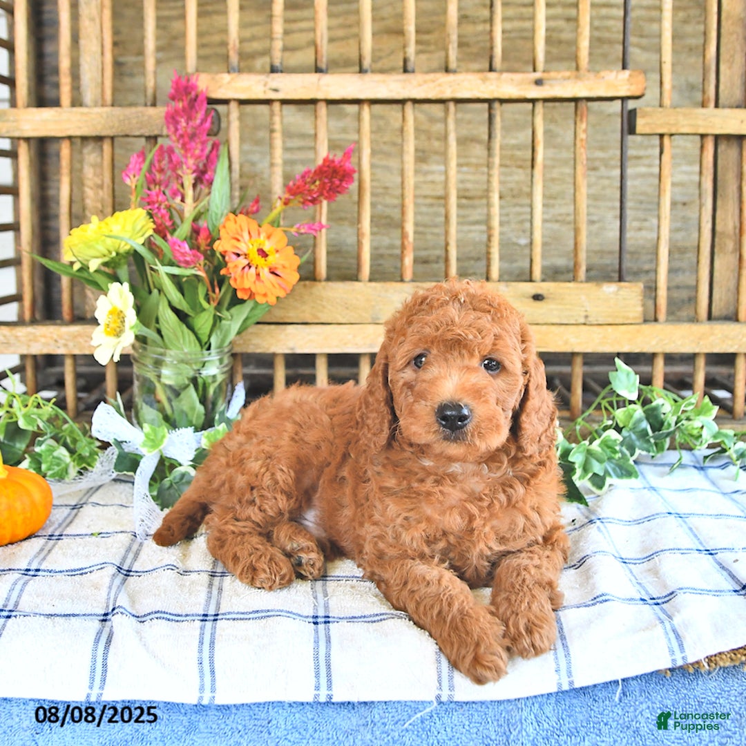 Mini Goldendoodle dogs for sale: Prince - Image 1