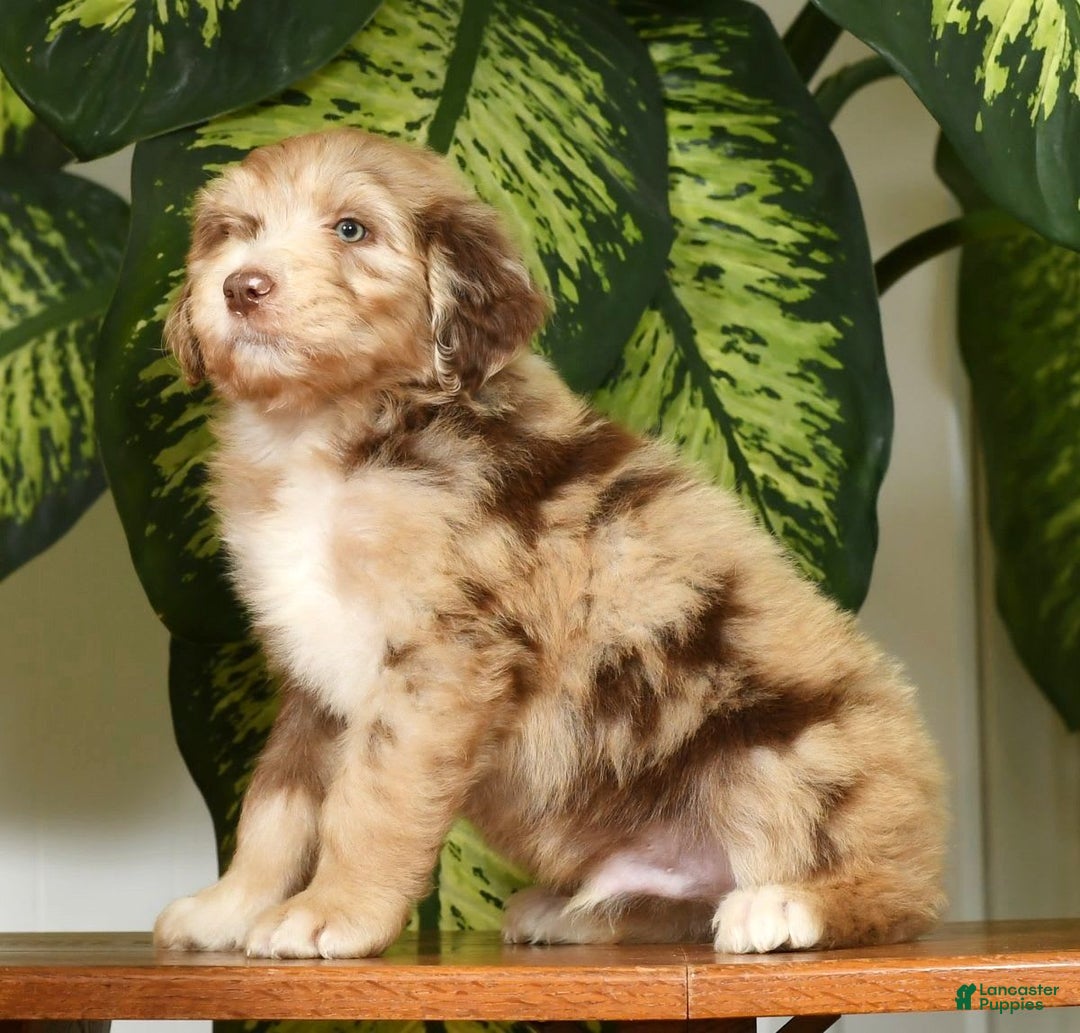 Aussiedoodle dogs for sale: Travis - Image 3