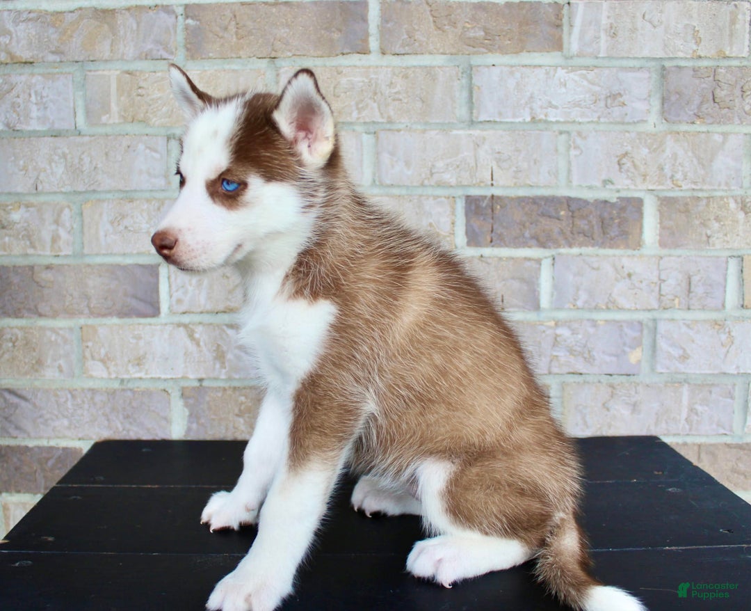 Siberian Husky dogs for sale: Alice - Image 5