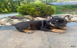 French Bulldog dogs for sale: Minnie - Image 7