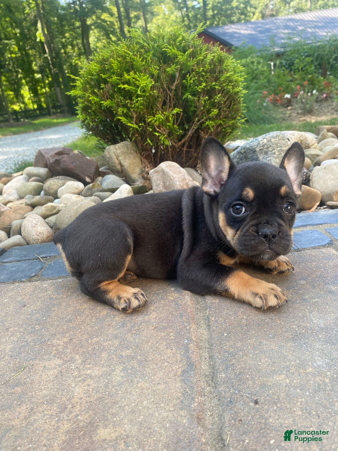 French Bulldog dogs for sale: Minnie - Image 7