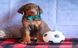 Doberman Pinscher dogs for sale: Detour - Image 10