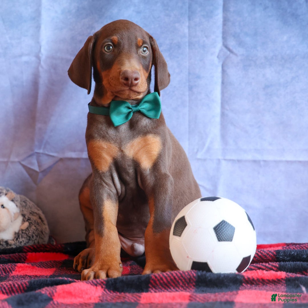 Doberman Pinscher dogs for sale: Detour - Image 10
