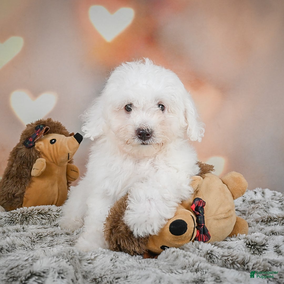 Bichon Frise dogs for sale: Kendrick - Image 6