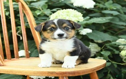 Welsh Corgi Pembroke dogs for sale: Phoenix - Image 3
