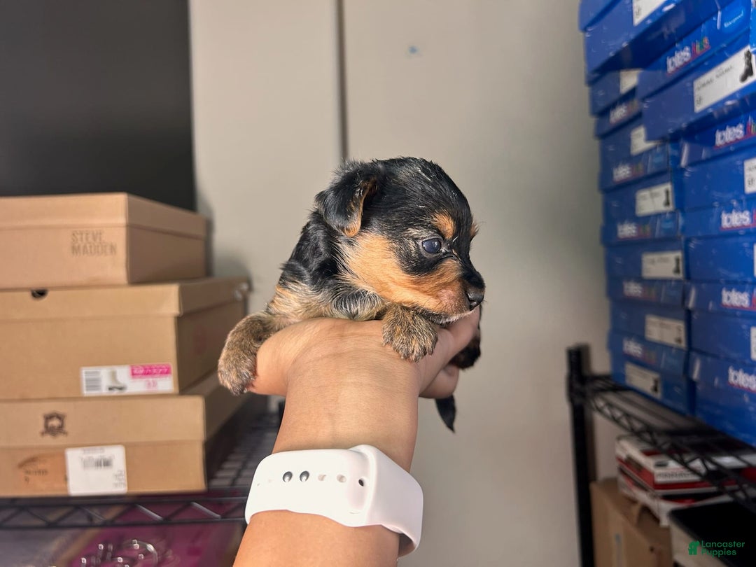 Yorkshire Terrier dogs for sale: Lord - Image 5