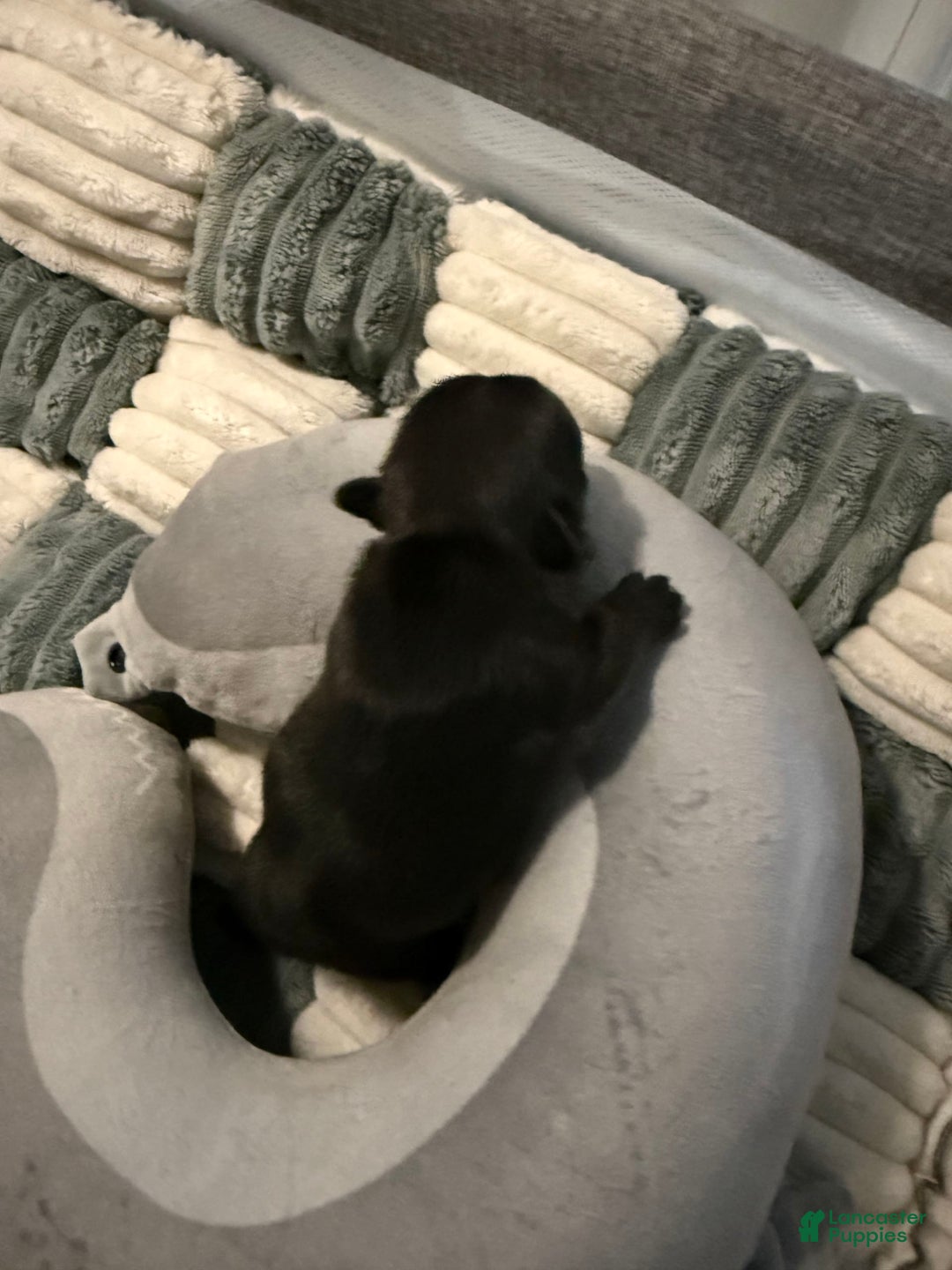 French Bulldog dogs for sale: Akc Black - Image 1
