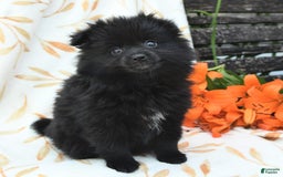 Pomeranian dogs for sale: Jordan - Image 5