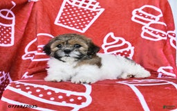 Teddy Bear dogs for sale: Hannah - Image 5