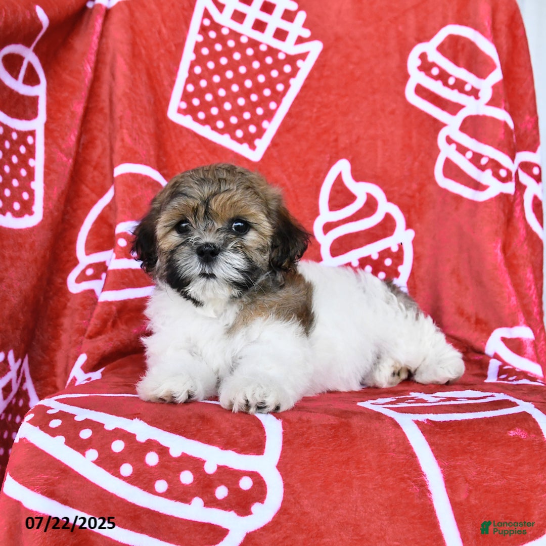 Teddy Bear dogs for sale: Hannah - Image 5