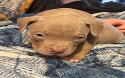 American Bully dogs for sale: Goldy - Image 10