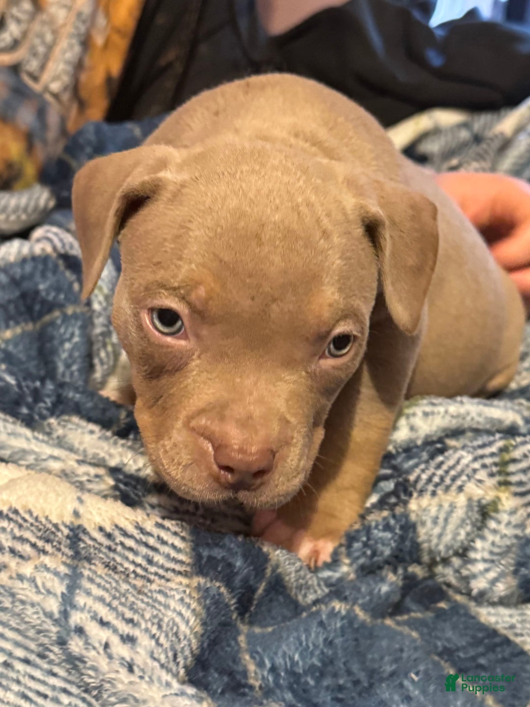 American Bully dogs for sale: Goldy - Image 10