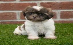Shih Tzu dogs for sale: Lacey - Image 2