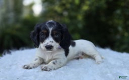 Miniature Dachshund dogs for sale: Suzy - Image 8