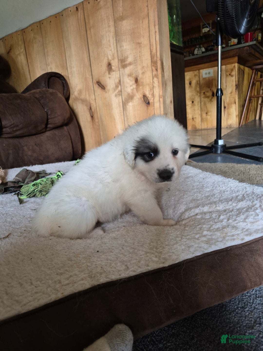 Great Pyrenees dogs for sale: Orange - Image 12