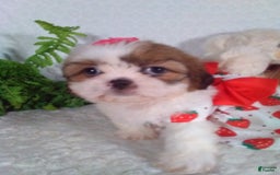 Shih Tzu dogs for sale: Baby - Image 4