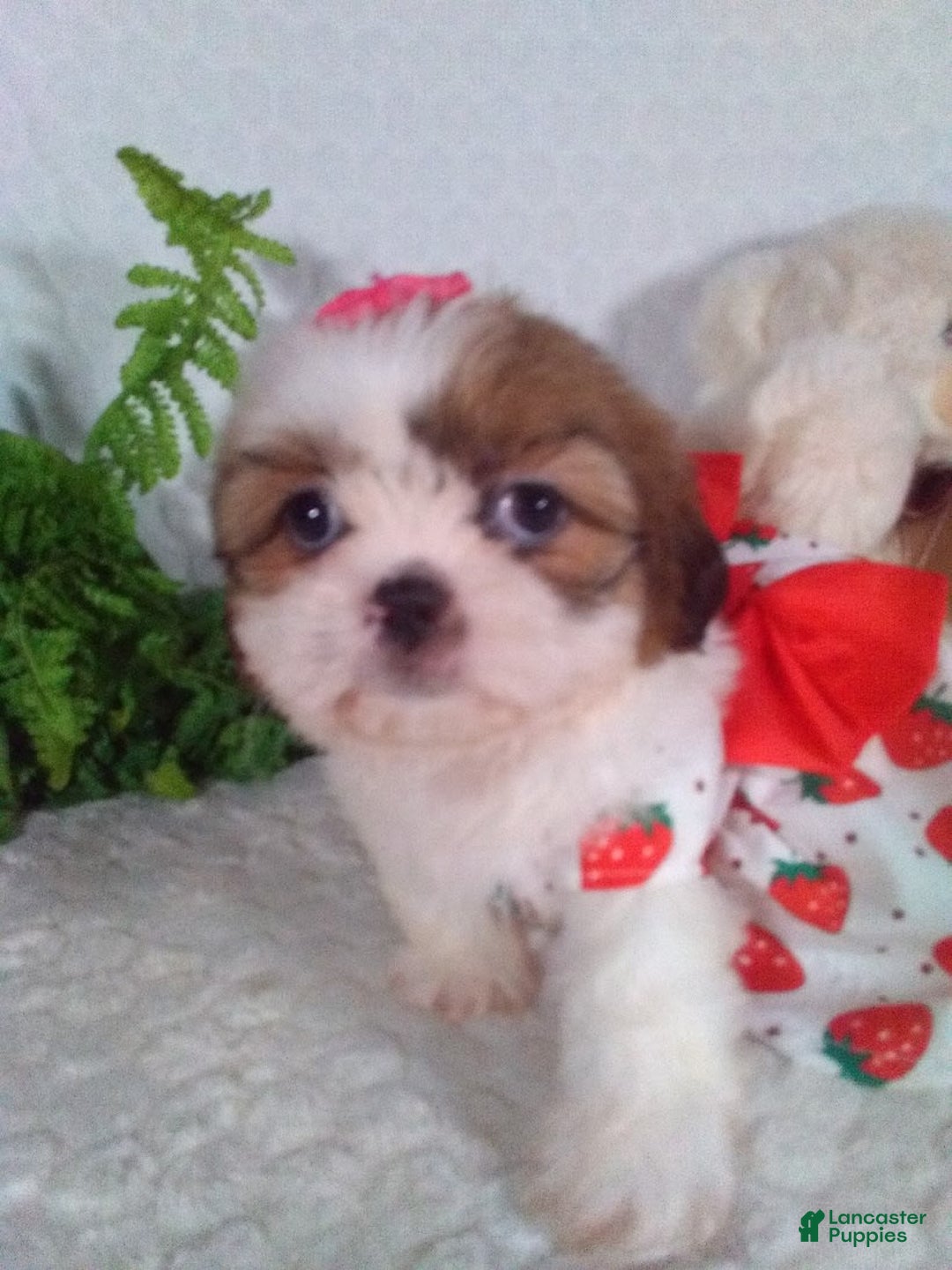 Shih Tzu dogs for sale: Baby - Image 4