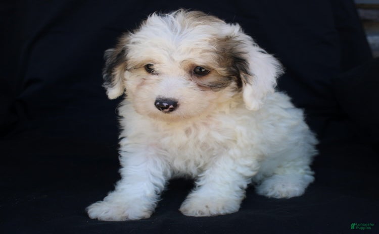 Bichpoo dogs for sale - Ad 5