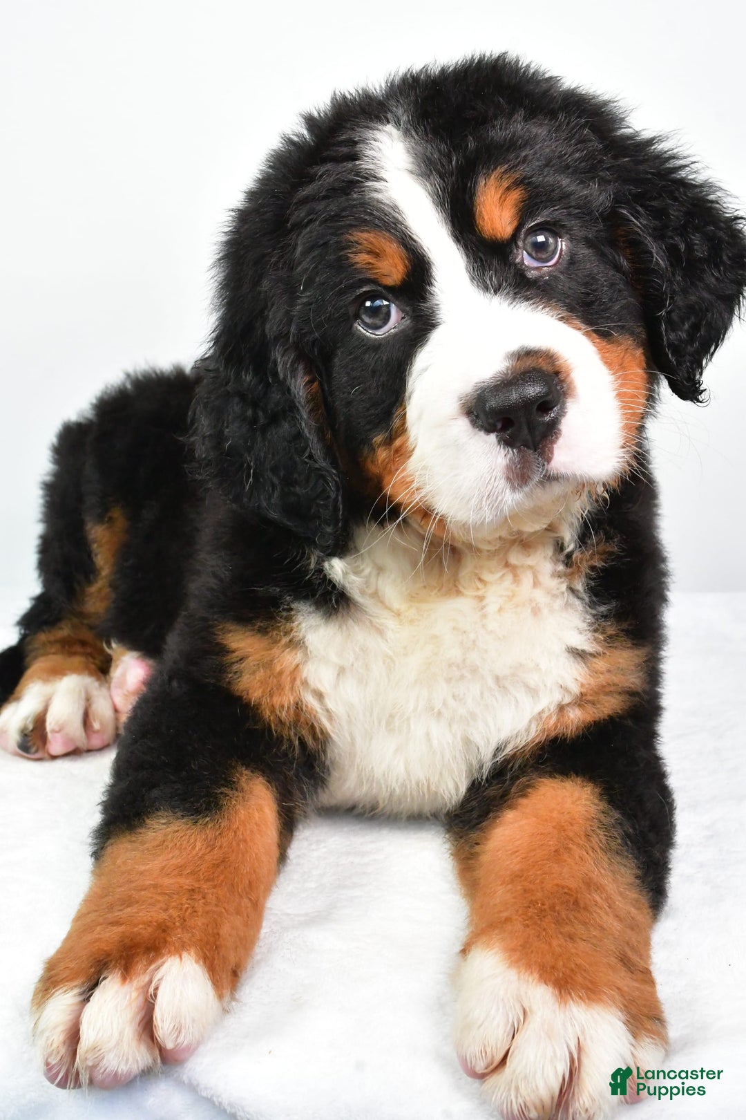 Bernese Mountain Dog dogs for sale: Bernese Mountain Dog 3 puppies - Image 7