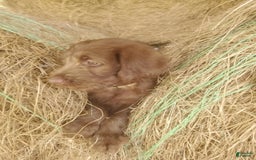 Labradoodle dogs for sale: Cocoa - Image 6
