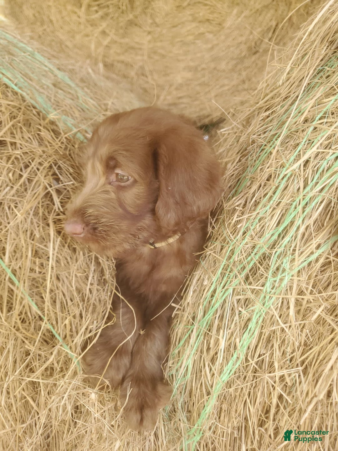 Labradoodle dogs for sale: Cocoa - Image 6