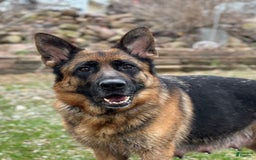 German Shepherd dogs for sale: Taz - Image 5