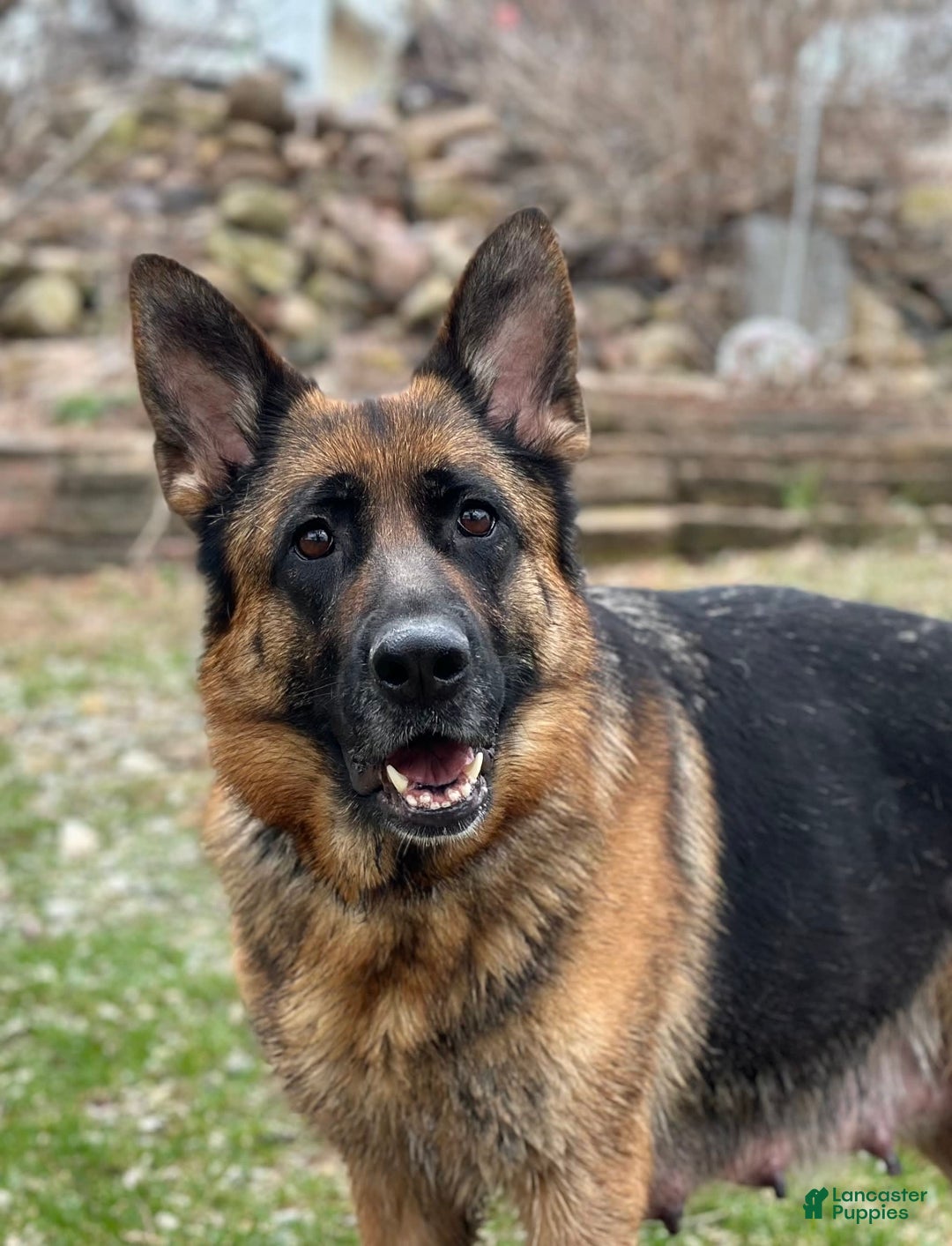 German Shepherd dogs for sale: Taz - Image 5