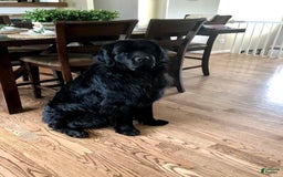 Newfoundland dogs for sale: Grey - Image 6