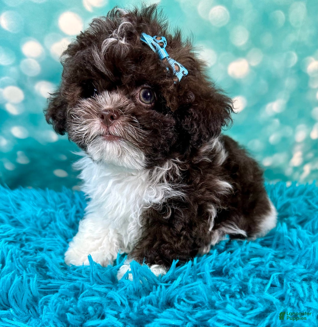 Shihpoo dogs for sale: Lil Alfie - Image 11