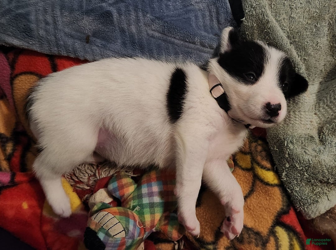 Border Collie dogs for sale: Snowflake - Image 3