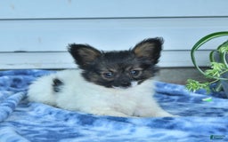 Papillon dogs for sale: Mia - Image 9