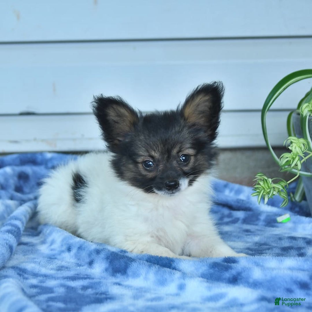 Papillon dogs for sale: Mia - Image 9