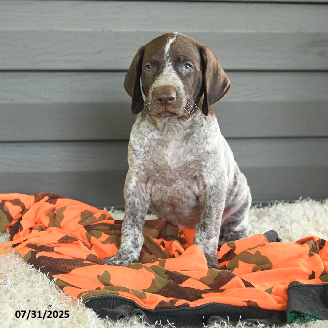 German Shorthaired Pointer dogs for sale: Allie - Image 5