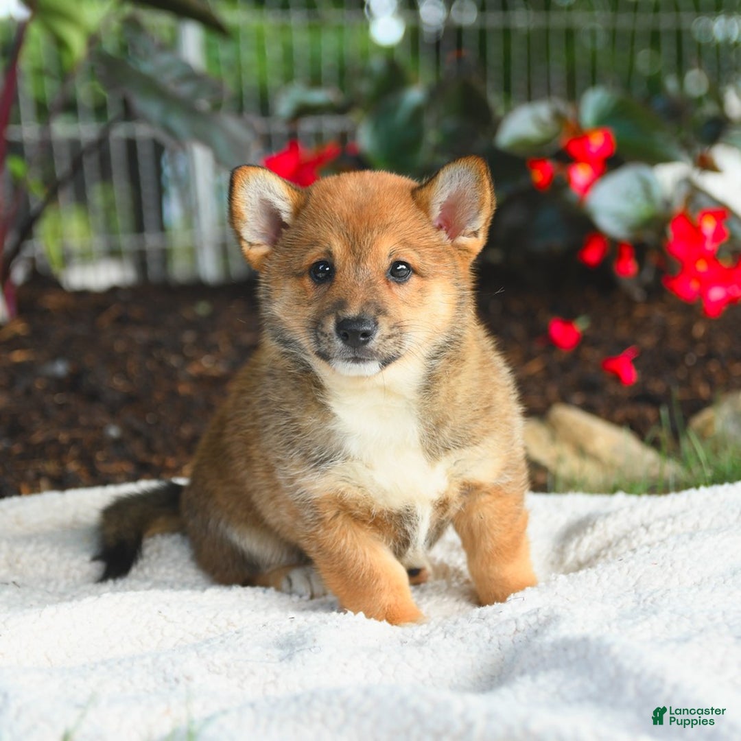 Shiba Inu dogs for sale: Hickory - Image 5