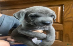 Cane Corso dogs for sale: Orange Collar - Image 1
