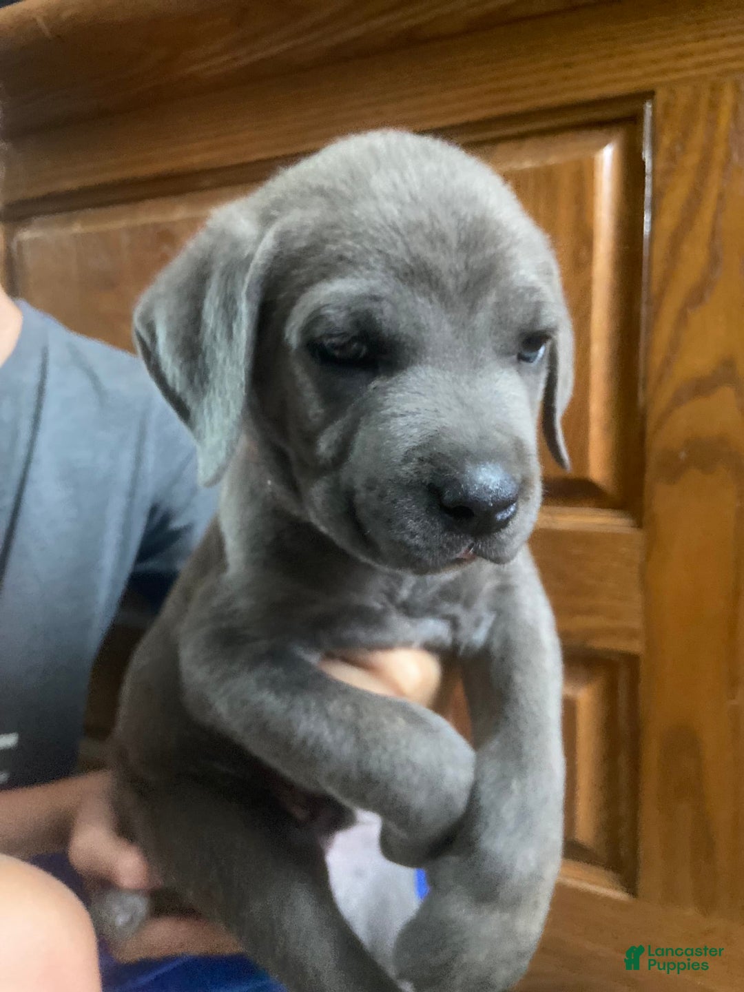 Cane Corso dogs for sale: Orange Collar - Image 1