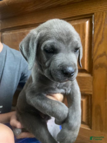 Cane Corso dogs for sale - Ad 3