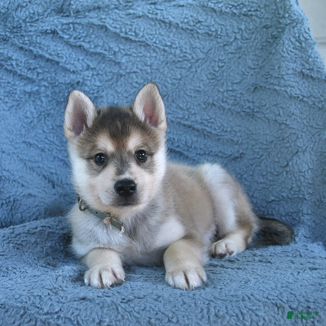 Alaskan Klee Kai dogs for sale: Timber - Image 4